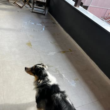 Sahte Köpek Maması, Köpeğin Sağlığı Tehlikede Ve İade Reddi