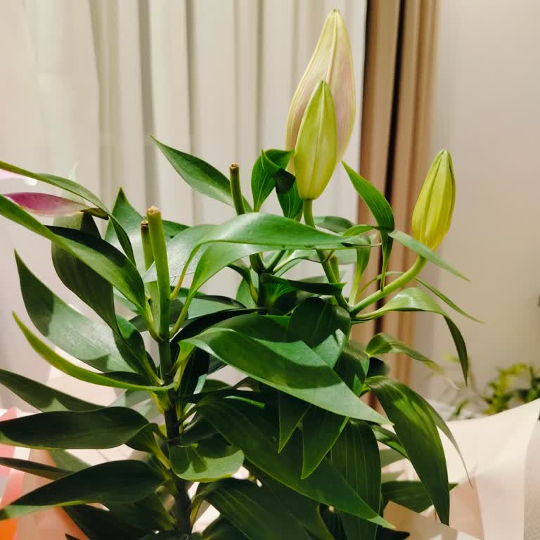 Çiçek Sepeti Lilyum Çiçeklerde Açmayan Goncalar Ve Hızlı Çürüme Nedeniyle İade Talebi