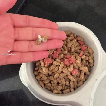 Nestle Purina Petcare Küflü Kedi Maması