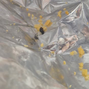 BİM Gazikent Şubesinde Cips Paketi İçinde Sinek Bulunması Hijyen Sorunu