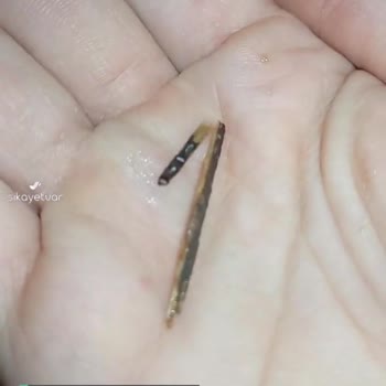 Ozmo Çikolatadan Tahta Parçası Çıktı