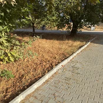 Altınova Tuna Sokağındaki Yeşil Alan İhmal Edildiği İçin Görüntü Kirliliği Şikayeti