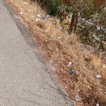 4250. Sokak Ve Atatürk Caddesi Temizlik İhmali Halk Sağlığını Tehdit Ediyor