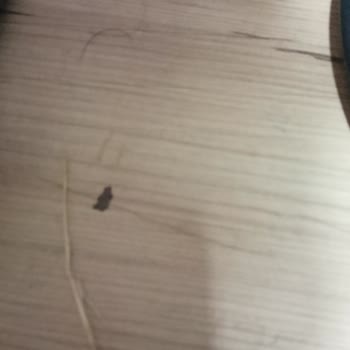 Armut Temizlik Hizmetinde Kalitesiz Temizlik Ve Tam Ücret İadesi Talebi