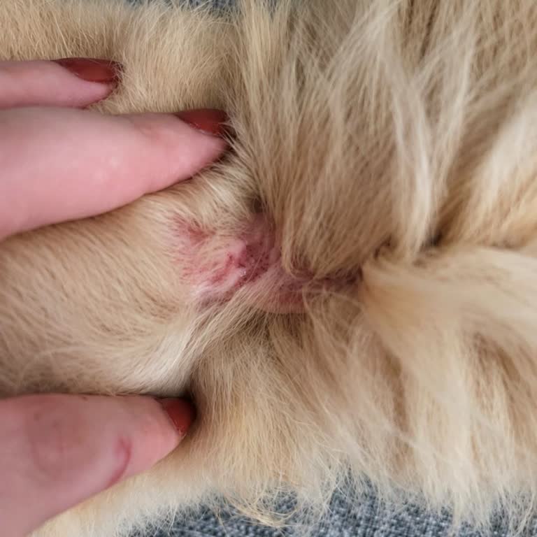 Veterinerin Uyarıma Rağmen Uyguladığı Damla Tavşanda Şiddetli Kaşıntı Ve Tüy Dökülmesine Yol Açtı