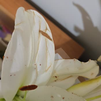Boyalı Ve Çürük Lilyum Buketi İçin Nakit İade Talebi