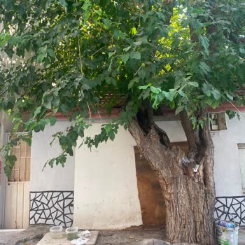 Sokakta Elektrik Tellerinin Birbirine Değmesi Ve Kıvılcım Çıkması Acil Güvenlik Sorunu