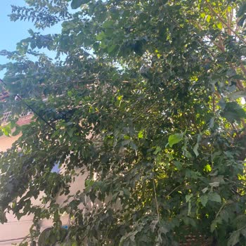 Sokakta Elektrik Tellerinin Birbirine Değmesi Ve Kıvılcım Çıkması Acil Güvenlik Sorunu