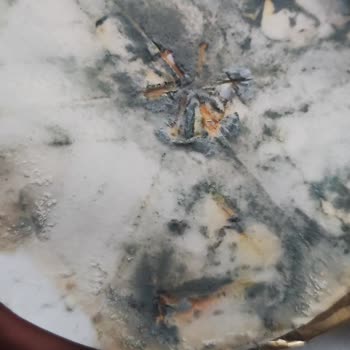 Namlı Market Kasımpaşa Şubesinde Küflü Peynir Satışı Gıda Güvenliği İhlali
