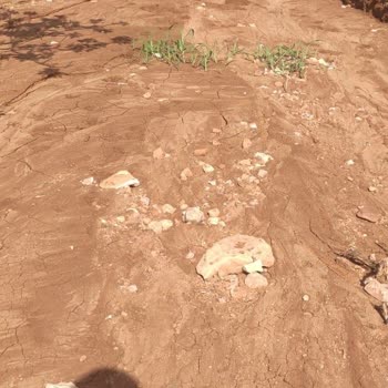 Sulama Borularındaki Sızıntı Fıstık Ağaçlarımı Kuruttu, Tazminat Talep Ediyorum