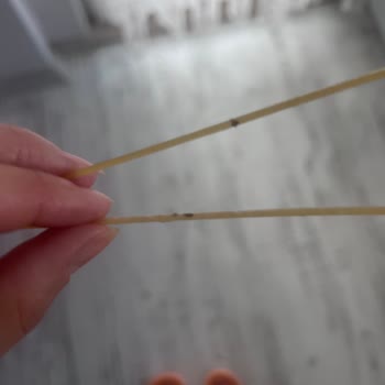 Piyale Spagetti’te Siyah Yabancı Maddeler