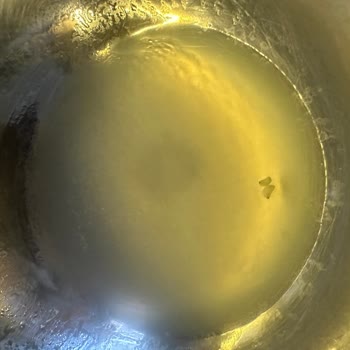 Filiz Makarna’da Hijyen Sorunu Makarnada Böcek Ve Larva