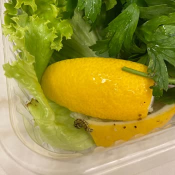 Salatadan Çıkan Canlı Tırtıl Hijyen İhlali