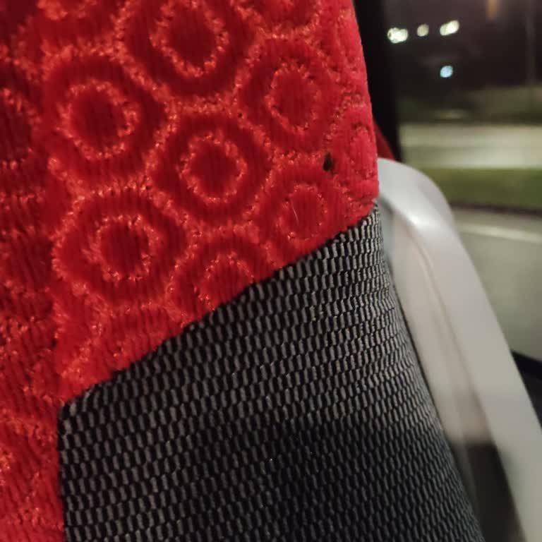 Tahta Kuruları Nedeniyle Hijyen Ve Sağlık Sorunu