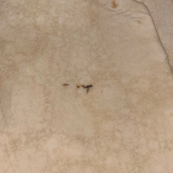 Komagene Çiğköfte Lavash’ında Böcek Tespiti Hijyen Endişesi