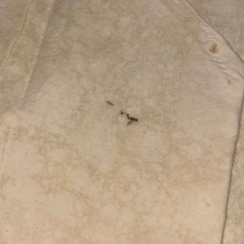 Komagene Çiğköfte Lavash’ında Böcek Tespiti Hijyen Endişesi