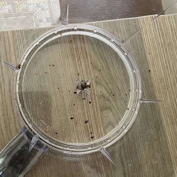 Beko Blender Bıçak Ve Hazne Tasarımındaki Hijyen Sorunu Ve Ücretsiz Değişim İsteği