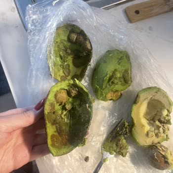 Bozulmuş Avokadolar Ve İade Reddi
