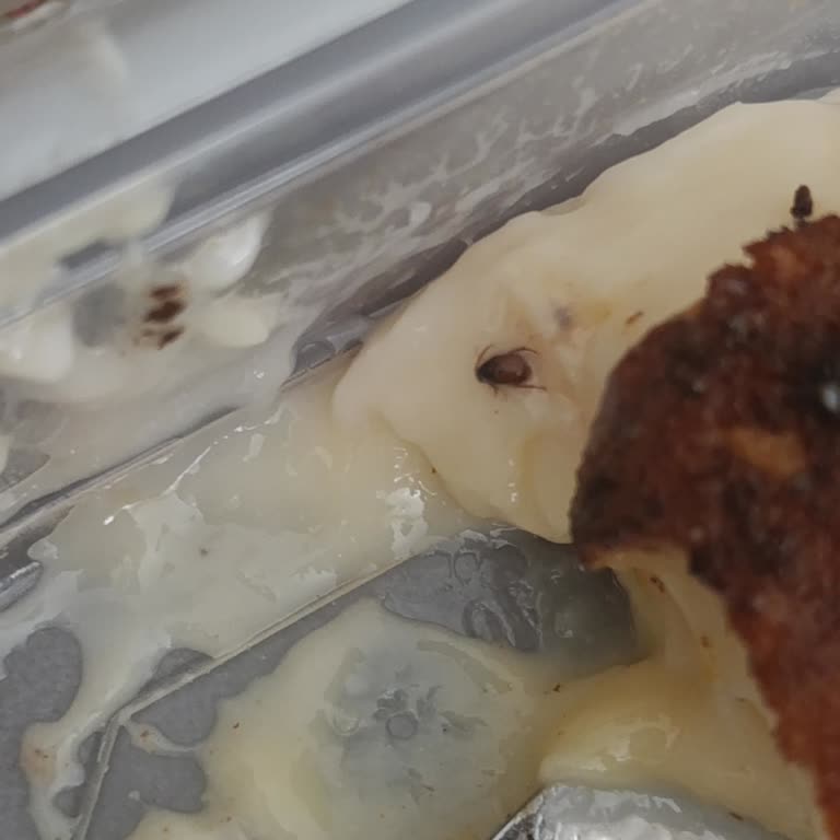 Kazandibi Ürünün İçinde Böcek Ve Hijyen Sorunu