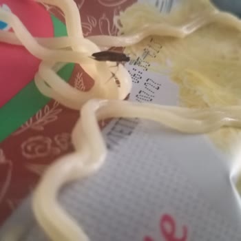 İndomie Spesiyal Hazır Noodle'da Böcek Tespiti