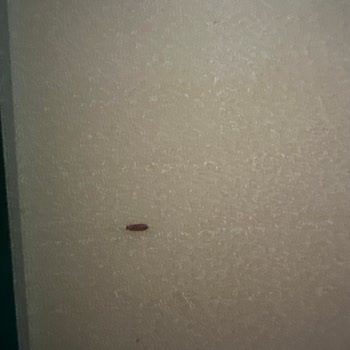Pastavilla Gıda Ürününde Böcek Bulunması Tüketici Güveni Sarsıldı