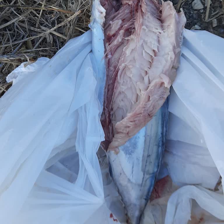 Silivri Şubesinde Bayat Palamut Balığı Ve Cevapsız Müşteri Hizmetleri