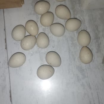 Safir Kanatlı Çifliği Kalitesiz ve Çıkmayacağı Bilinen Yumurtalar Gönderildi