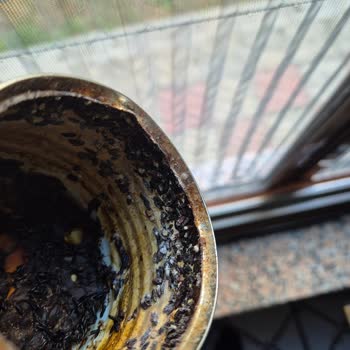Kapağı Olmayan Tukaş Mısır Konservesinde Böcek Ve Küf Şikayeti