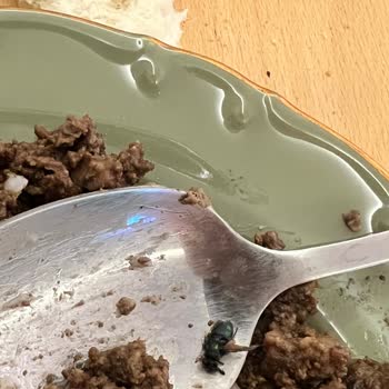Afyon Gurme Kavurmanın İçinde Ölü Sinek Bulunması Hijyen Ve Güven Sorunu