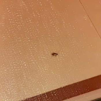 Avrupa Konutları Eclipse Maslak Konutları Otoparkında Haşere Sorunu Çözülmüyor