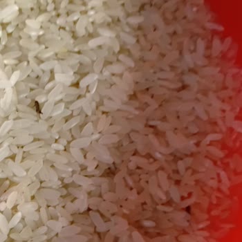 Magim Gross Markette Satılan Pirinçte Böcek Keşfi