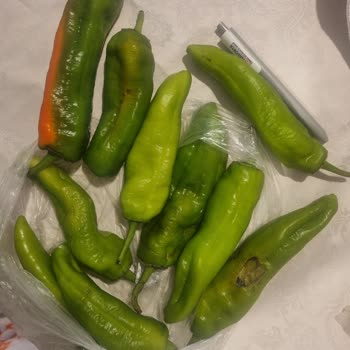 Migros Sanal Market’ten Çürük Sebzeler Ve Geciken İade Süreci