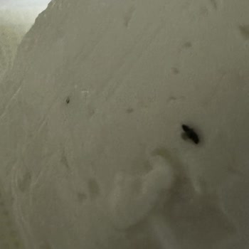 BİM Taze Beyaz Peynir Paketi İçinden Çıkan Böcek Hijyen Ve Sağlık Riskine Dikkat