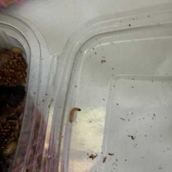 Kuru İncirde Canlı Larva Bulunması Ve Cevapsız Şikayet