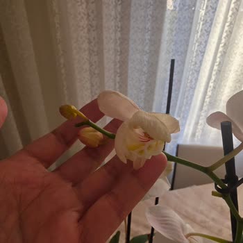 Kırık Orkide Teslimatı İçin Geri Dönüş Yok, İade Talebi