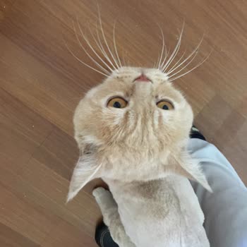 Randevu Gecikmesi Ve Kedi Bakımında Saygısız Davranış