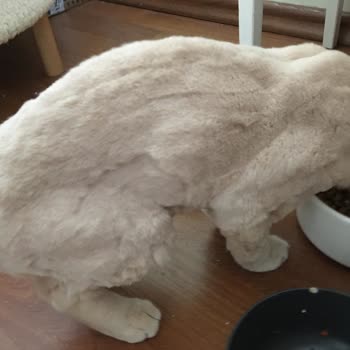 Randevu Gecikmesi Ve Kedi Bakımında Saygısız Davranış