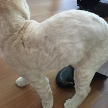 Randevu Gecikmesi Ve Kedi Bakımında Saygısız Davranış