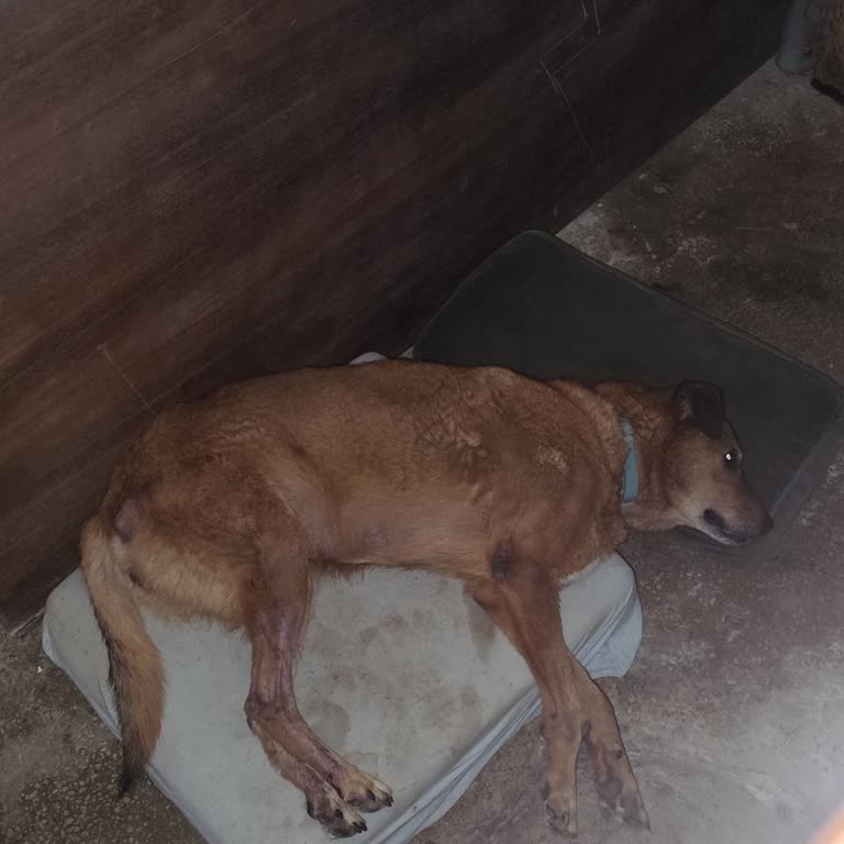 Pendik'te Aşırı Köpek Kokusu Ve Sağlık Endişeleri