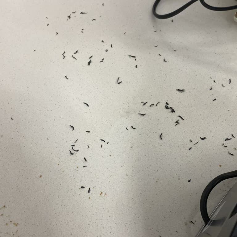 Üçüncü Kullanımda Plastik Yanık Kokusu Ve Parçacık Dökülmesiyle Ninja Blenderim İçin Değişim Talebi