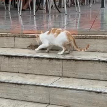 Tatilbudur Alanya Senza Garden Otelinde Karınca Ve Fare Problemleriyle Karşılaşılan Hijyen Sorunları