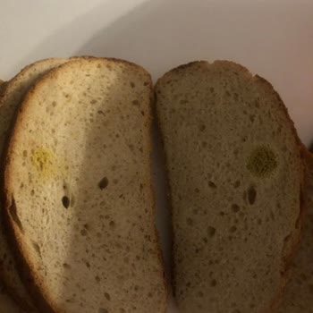 Kayseri Talas Bilginler Mağazasından Küflü Ekmek Şikayeti