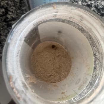 Bebek Muhallebisinde Böcek Bulunması Ve Sağlık Riski