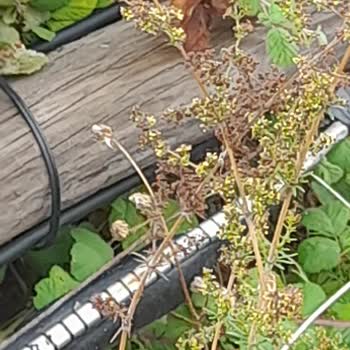 Yıkık Telefon Direği Ve Hasarlı Kablo Nedeniyle Sürekli İnternet Kesintisi