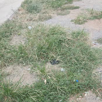 Temizlenmeyen Yabani Otlar Ve Sinek Sorunu
