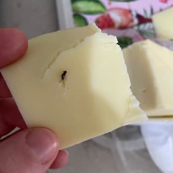Koop Market Kaşar Peyniri İçinde Böcek Benzeri Madde Tespit Edildi