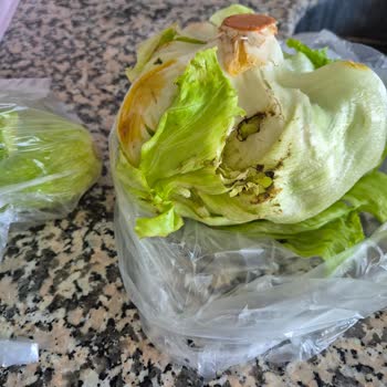 Çürük Atom Salata Teslim Edildi, Müşteri Hizmetlerinden Cevap Gelmedi