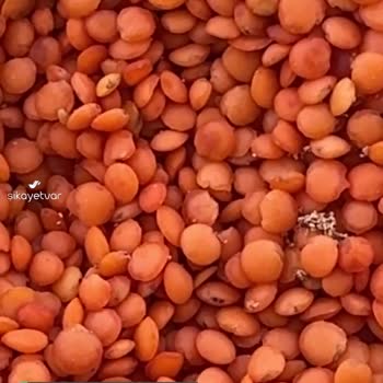 Yayla Kırmızı Mercimek İçi Kurt Dolu!