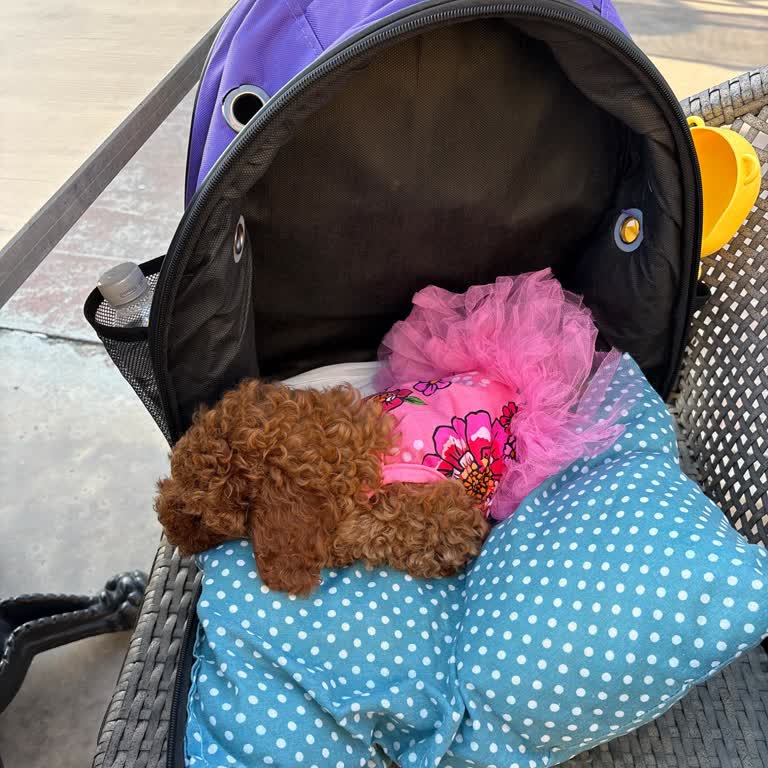 Köpek Taşıma Çantasıyla Girişe Reddedilmesi