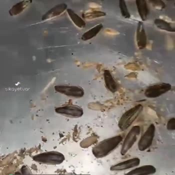 Özgür Leblebi Çekirdekten Çıkan!